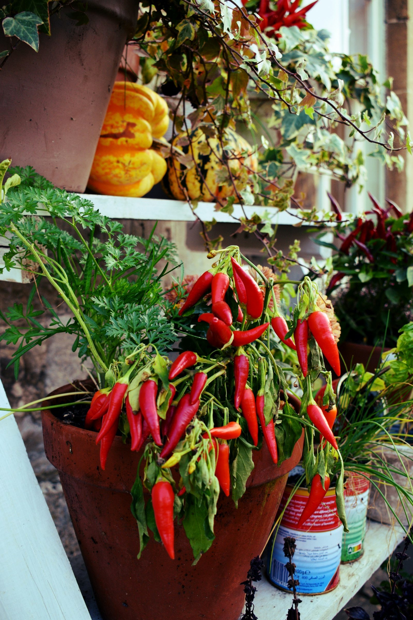 Tanaman cabe dalam pot dengan buah cabe merah dan hijau