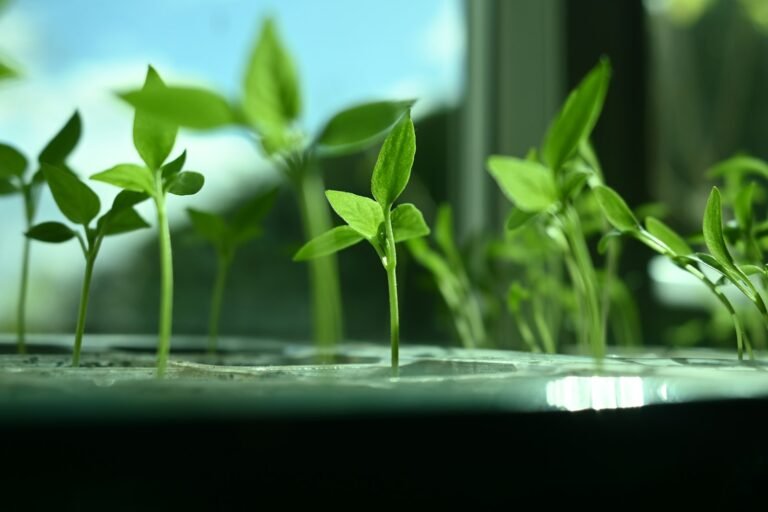 Bibit sayur muda tumbuh di sistem hidroponik sederhana