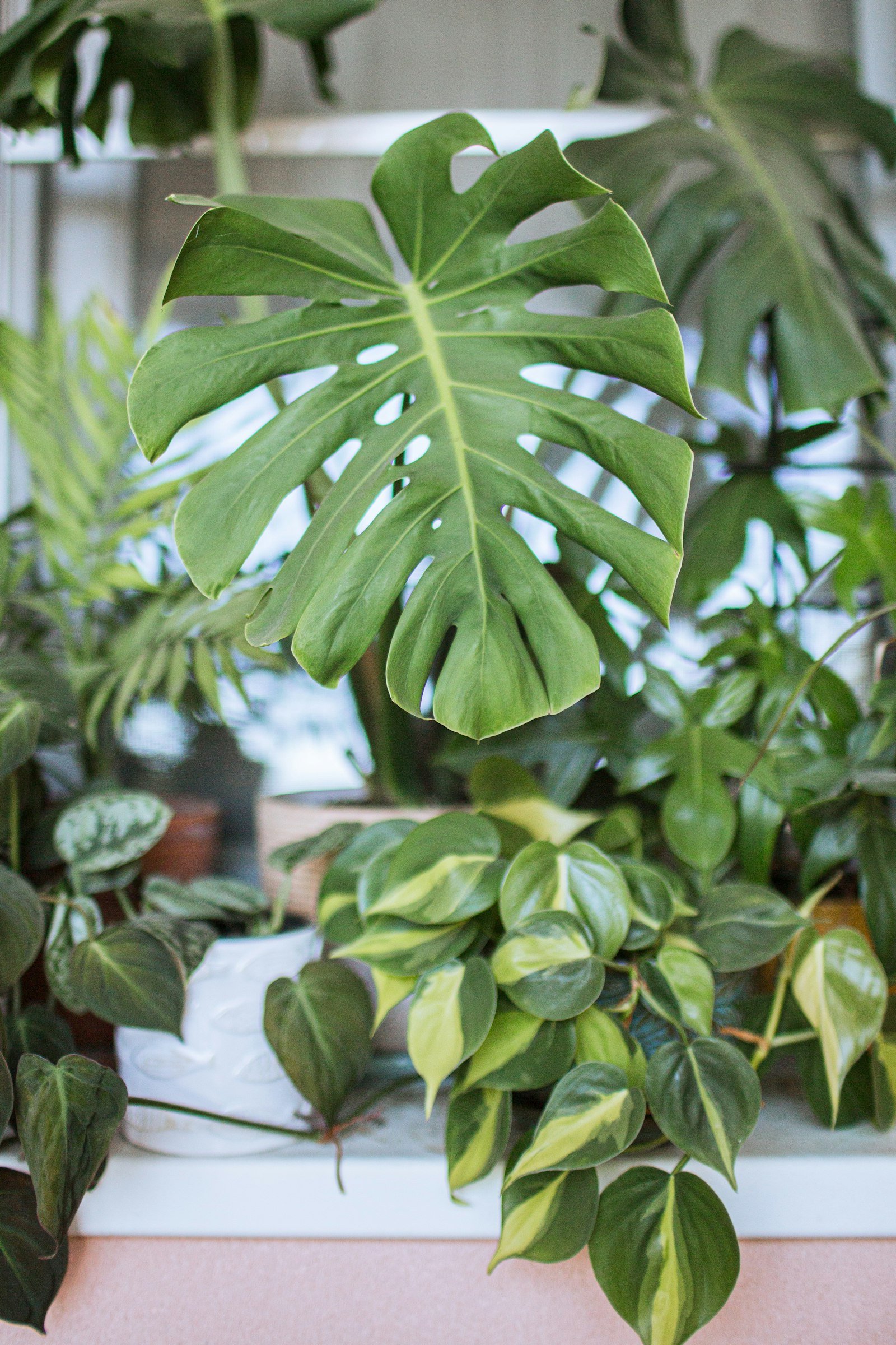 Daun monstera dan tanaman hias daun lain dalam pot